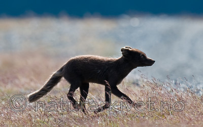 BB 11 0133 / Vulpes lagopus / Fjellrev